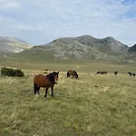Asi *
